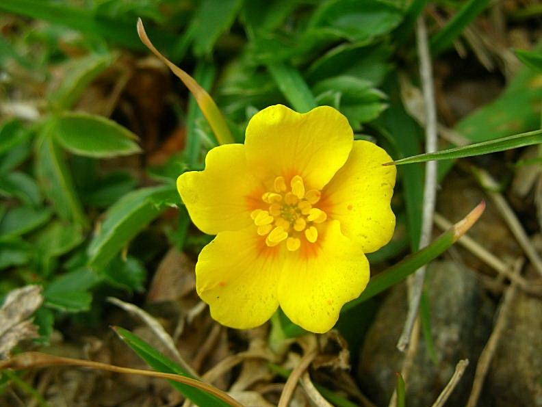 Potentilla aurea / Cinquefoglia fior d''oro